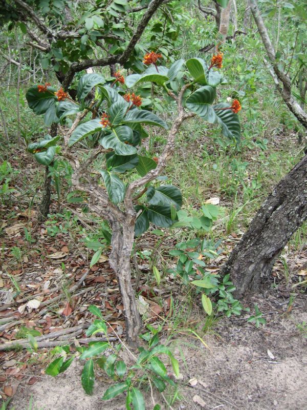 2008-01-09 Chapada (05) cool plant with really sturdy leaves